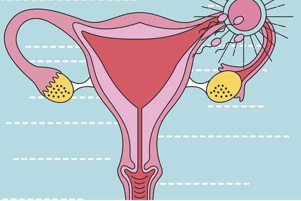 子宫内膜abc哪个更容易胚胎着床