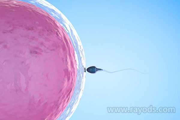 4个步骤囊括全部流程，解谜取卵后胚胎培养的过程